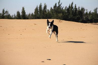 XboxAlly来了！微软联手华硕推出专属Xbox掌机设备